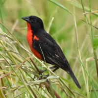 Red-breasted Meadowlark